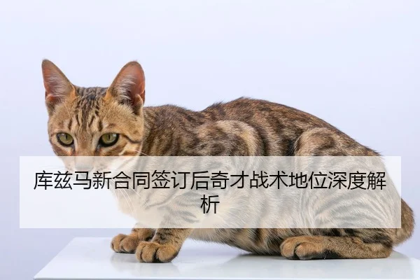 库兹马新合同签订后奇才战术地位深度解析